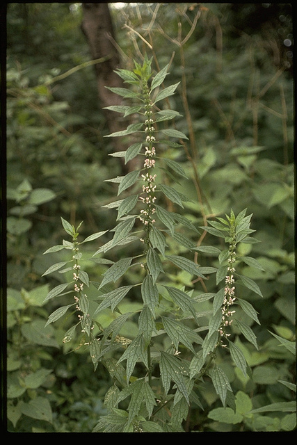 Common Motherwort in Allegany Co., Maryland (7/6/1981).